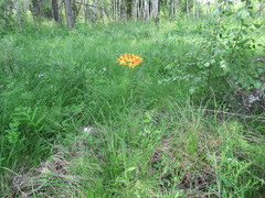 Tephroseris porphyrantha