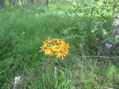 Tephroseris porphyrantha