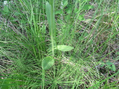 Tephroseris porphyrantha