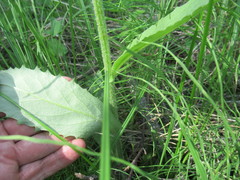 Tephroseris porphyrantha