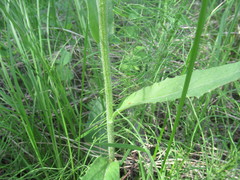 Tephroseris porphyrantha