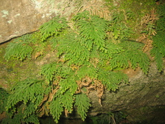 Selaginella moellendorffii