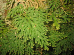 Selaginella moellendorffii