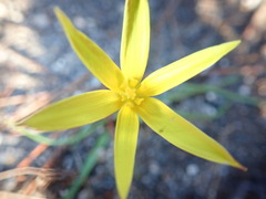 Pauridia curculigoides