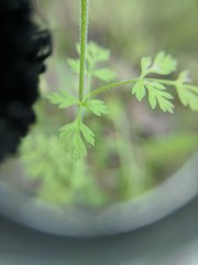 Chaerophyllum tainturieri dasycarpum