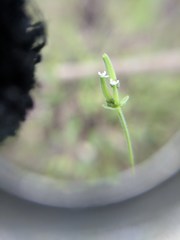 Chaerophyllum tainturieri dasycarpum