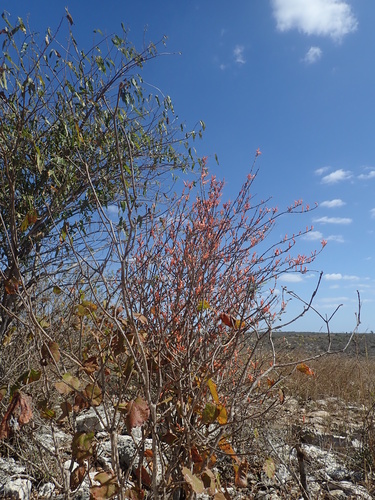 Camarotea souiensis image