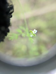 Chaerophyllum tainturieri dasycarpum