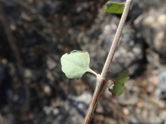 Camarotea souiensis image