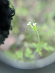 Chaerophyllum tainturieri dasycarpum