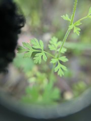 Chaerophyllum tainturieri dasycarpum