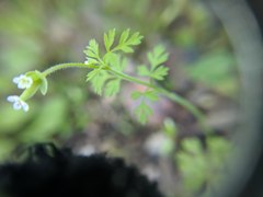 Chaerophyllum tainturieri dasycarpum