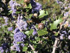 Ceanothus gloriosus