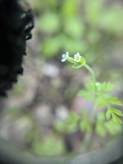 Chaerophyllum tainturieri dasycarpum