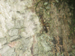 Camponotus mitis
