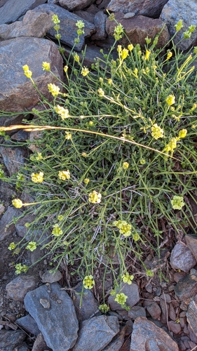 Sideritis glacialis