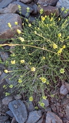 Sideritis glacialis