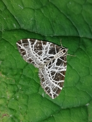 Eustroma reticulata