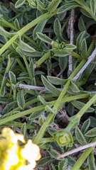Sideritis glacialis