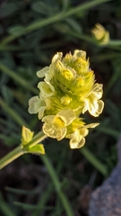 Sideritis glacialis