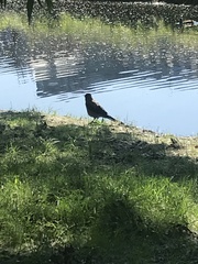 Corvus cornix