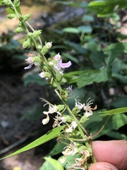 Teucrium canadense canadense