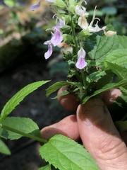 Teucrium canadense canadense