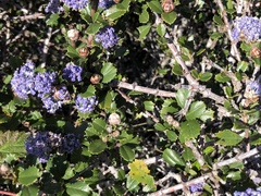 Ceanothus gloriosus