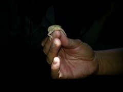 Stenodactylus sthenodactylus