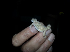 Stenodactylus sthenodactylus