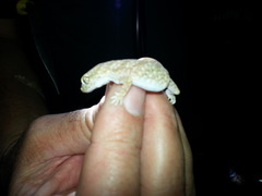 Stenodactylus sthenodactylus