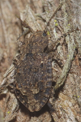 Syrphetodes marginatus