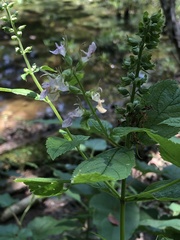 Teucrium canadense canadense