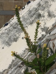 Lindenbergia philippensis