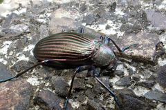 Andocamaria formosana