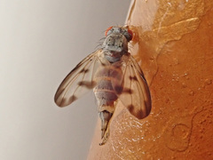 Palloptera umbellatarum