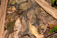 Sphenomorphus indicus