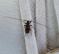 Leiopus femoratus