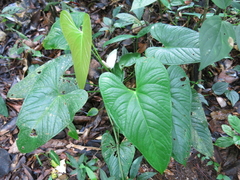 Anthurium monteverdense