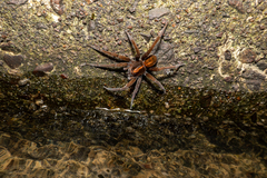 Dolomedes horishanus