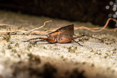 Hexacentrus fuscipes