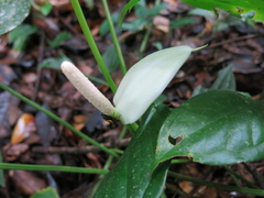 Anthurium monteverdense