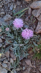 Jurinea humilis