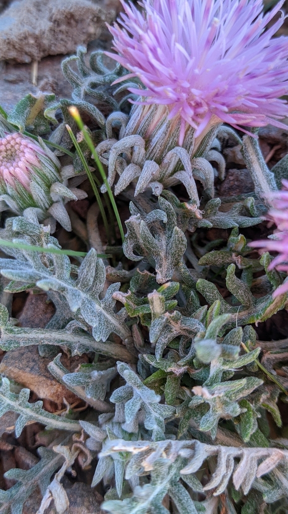 Jurinea humilis