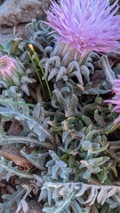 Jurinea humilis