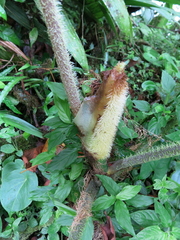 Philodendron verrucosum