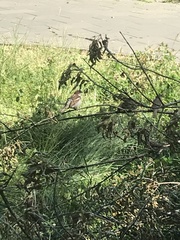 Passer domesticus