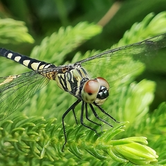 Brachydiplax