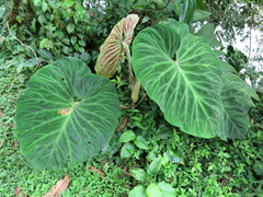 Philodendron verrucosum