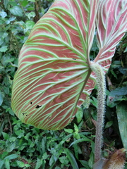 Philodendron verrucosum